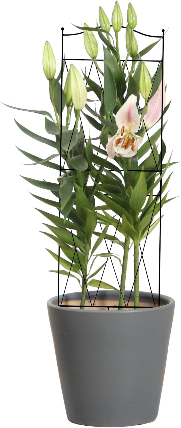 32 Inch Metal Plant Trellis for Climbing Plants, 4 Pack Garden Trellis, Decorative Support for Pothos, Monstera, Ivy, Flowers & Houseplants，Indoor & Outdoor