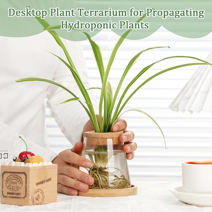Beeveer 6 Pcs Plants Propagation Station Separated Desktop Plant Terrarium with Wood Lid and Stand, 3 Sizes Glass Planter Propagated Jars Propagation Vases for Indoor Home (Cute Style)